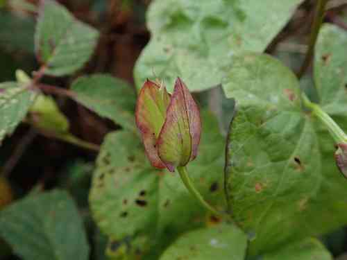 Hedge bindweed(Calystegia sepium)