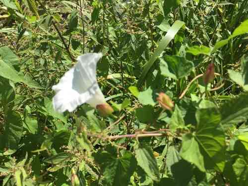 Hedge bindweed(Calystegia sepium)
