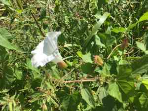 Hedge bindweed(Calystegia sepium)