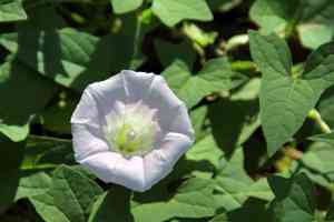 Hedge bindweed(Calystegia sepium)