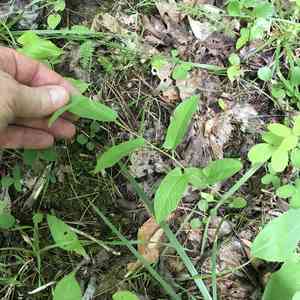 Low false bindweed(Calystegia spithamaea)