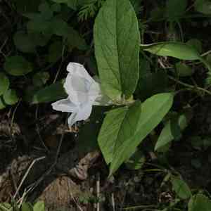Low false bindweed(Calystegia spithamaea)