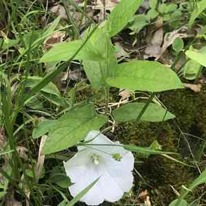 Low false bindweed(Calystegia spithamaea)