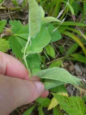 Low false bindweed(Calystegia spithamaea)