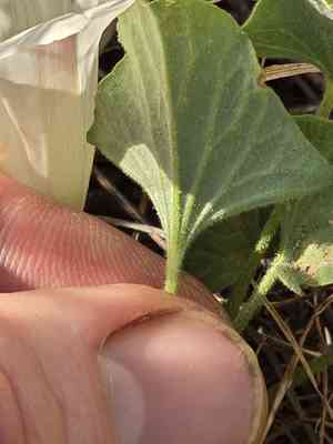 Hillside false bindweed(Calystegia subacaulis)