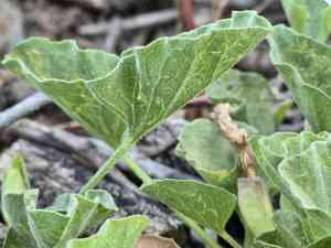 Hillside false bindweed(Calystegia subacaulis)