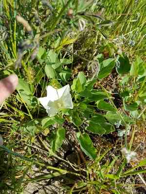 Hillside false bindweed(Calystegia subacaulis)