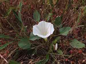 Hillside false bindweed(Calystegia subacaulis)