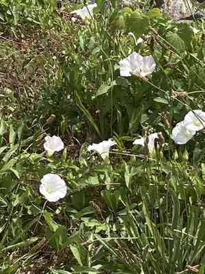 Bindweeds (Calystegia)(Calystegia)