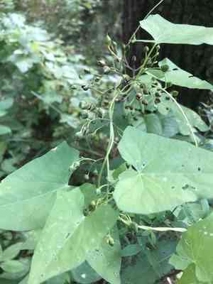 Bindweeds (Calystegia)(Calystegia)