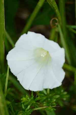 Bindweeds (Calystegia)(Calystegia)