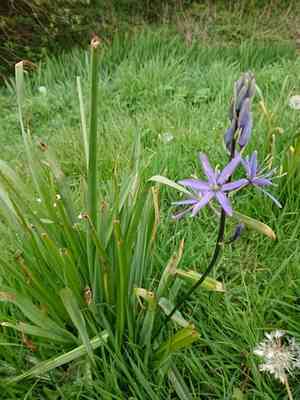Large camas(Camassia leichtlinii)