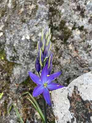 Large camas(Camassia leichtlinii)
