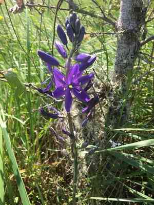 Large camas(Camassia leichtlinii)
