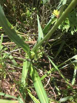 Large camas(Camassia leichtlinii)