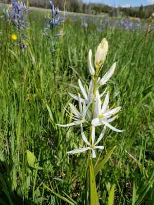 Small Camas(Camassia quamash)