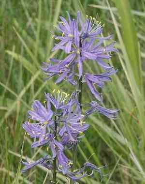 Small Camas(Camassia quamash)