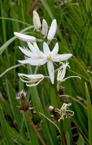 Small Camas(Camassia quamash)