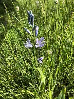 Small Camas(Camassia quamash)
