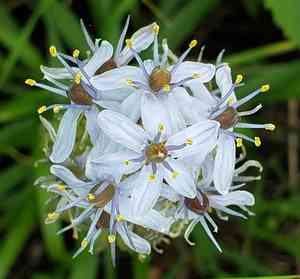 Atlantic camas(Camassia scilloides)