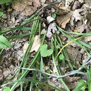 Atlantic camas(Camassia scilloides)