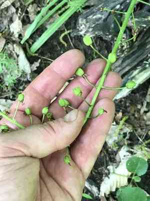 Atlantic camas(Camassia scilloides)