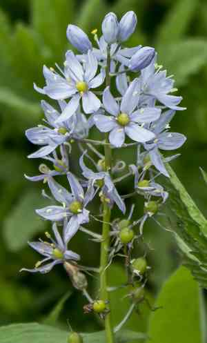Atlantic camas(Camassia scilloides)