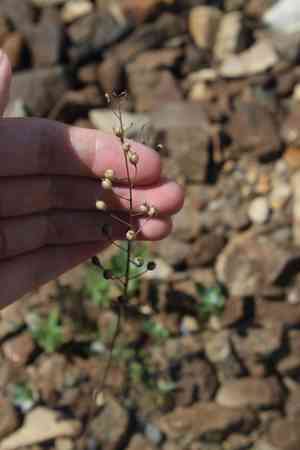 Littlepod false flax(Camelina microcarpa)