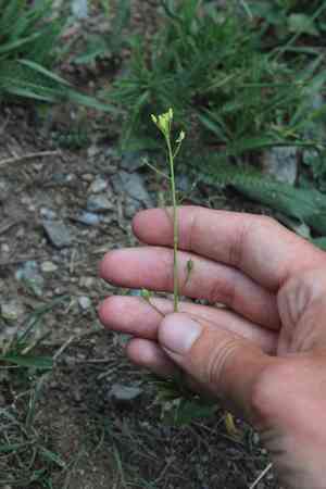 Littlepod false flax(Camelina microcarpa)