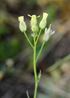 Littlepod false flax(Camelina microcarpa)