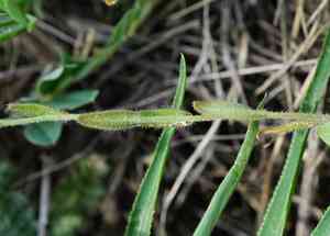 Littlepod false flax(Camelina microcarpa)