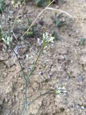 Graceful false flax(Camelina rumelica)