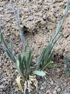 Graceful false flax(Camelina rumelica)