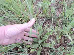 Graceful false flax(Camelina rumelica)