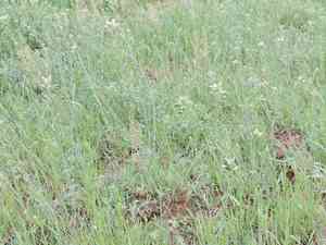 Graceful false flax(Camelina rumelica)