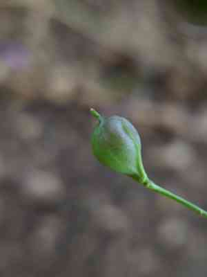 Gold of pleasure(Camelina sativa)