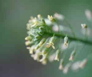 Gold of pleasure(Camelina sativa)