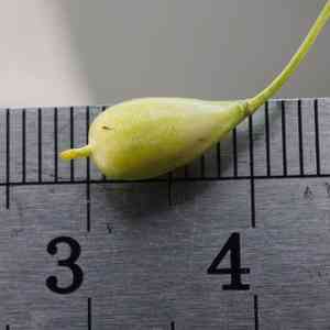 Gold of pleasure(Camelina sativa)