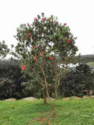 Camellia azalea(Camellia azalea)