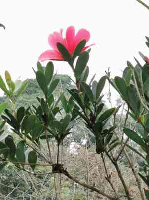 Camellia azalea(Camellia azalea)
