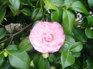 Camellias (Camellia)(Camellia)