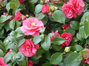 Camellias (Camellia)(Camellia)