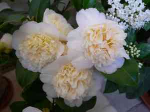 Camellias (Camellia)(Camellia)