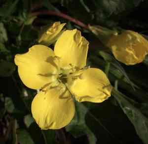 Sun cup(Camissonia ovata)