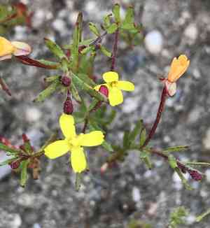 Sandysoil suncup(Camissonia strigulosa)