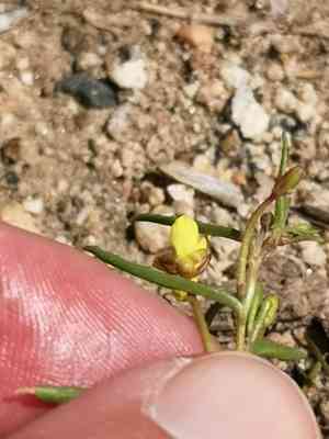 Sandysoil suncup(Camissonia strigulosa)