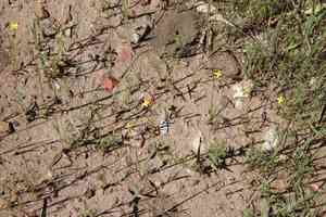 Sandysoil suncup(Camissonia strigulosa)