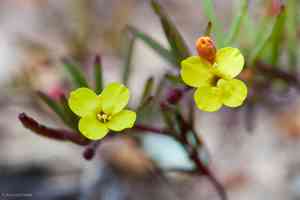 Sandysoil suncup(Camissonia strigulosa)