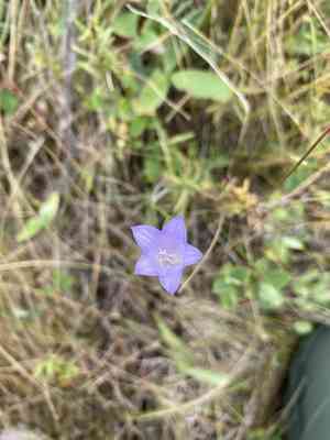 Campanula alaskana(Campanula alaskana)