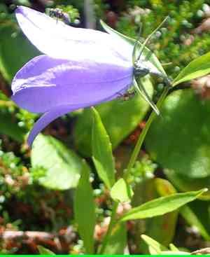 Campanula alaskana(Campanula alaskana)
